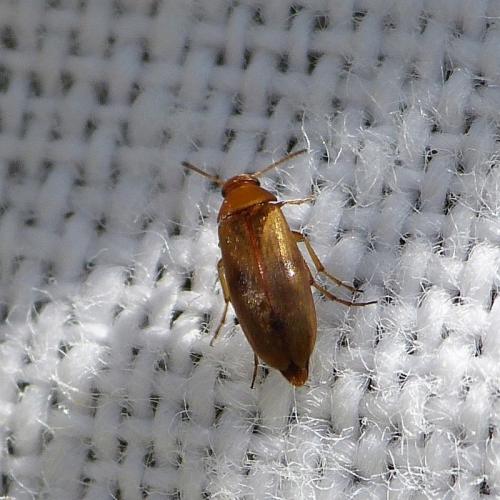 Anaspis maculata